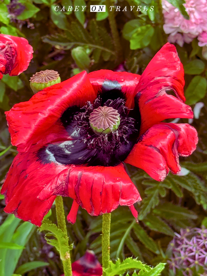 Denver Botanic Gardens in Spring