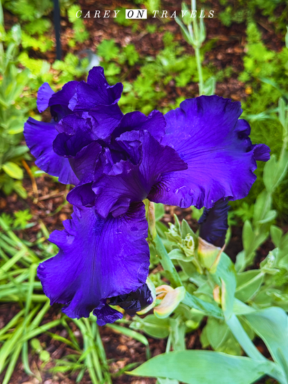 Denver Botanic Gardens in Spring