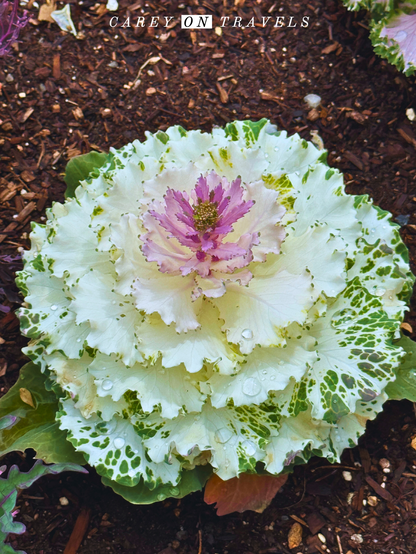 Denver Botanic Gardens in Spring