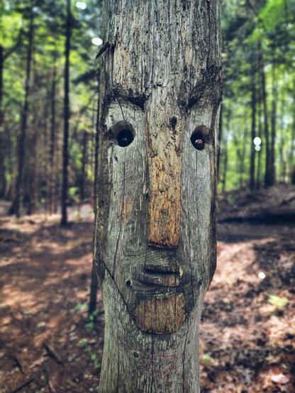 Cara humana con su nariz, boca y ojos, tallada en un árbol en el bosque al norte de Charlesbourg.