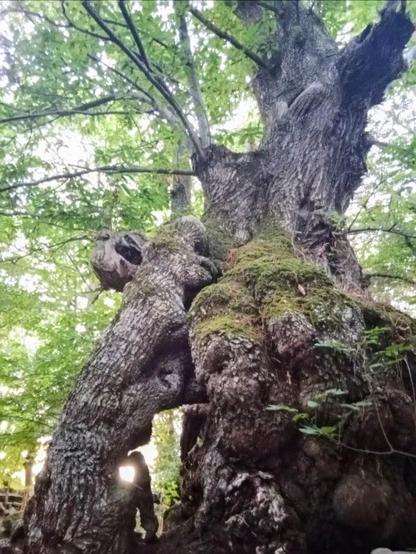 ALT: foto de un roble milenario desde las raíces. En el tronco se cuela un rayo de luz de sol por un hueco que tiene, está cubierto de musgo y en la parte superior se ven hojas verdes. Por las formas que tiene parece un ser mágico y fomenta la imaginación para inventar cuentos e historias. Estar a su lado te hace sentir tranquilidad tambien, se siente como estar con alguien querido 🥰