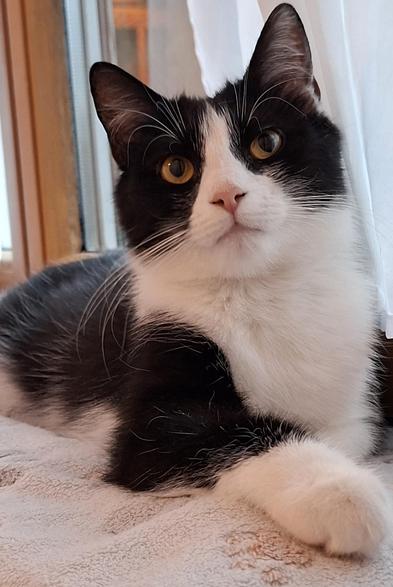 Black and white tuxedo cat sitting in front of a window