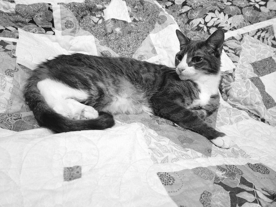 black and white photo of a grey tabby cat lounging on a quilt