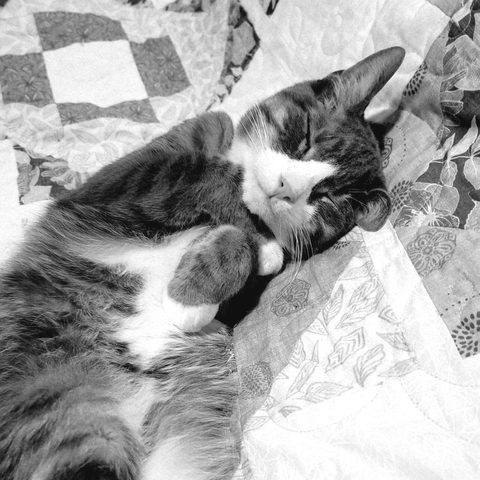 black and white photo of a grey tabby cat lounging on a quilt