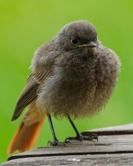 A fluffy young black redstart from the front