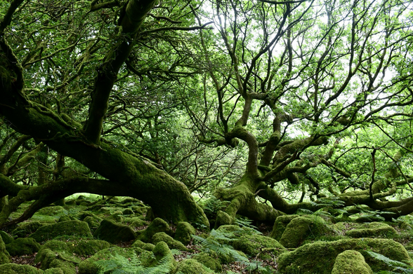 Mossy oak tree w