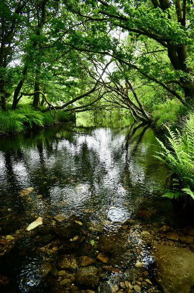Willows and river