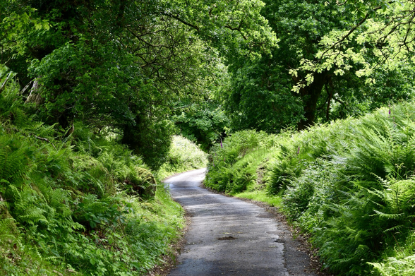 Country lane 