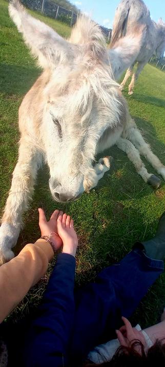 Gourmand allongé par terre. On devine que je suis assise par terre à côté de lui. Il a sa jambe droite collée à mon bras gauche.  Et on voit ma main et celle d'une petite fille, en dessous de son museau pour dire bonjour !   👋 👋 
Et lui nous regarde la tête un peu penchée !