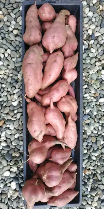 Birds' eye view of a black plastic tray of purple kūmara (sweet potato) sitting on a pebble path.