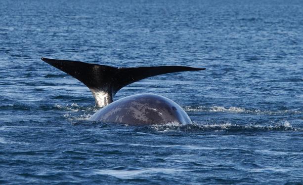 Bowhead whale