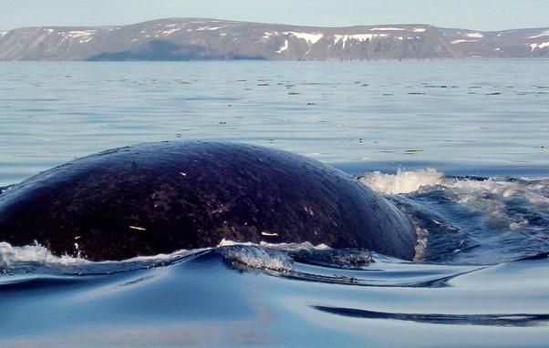 Bowhead whale