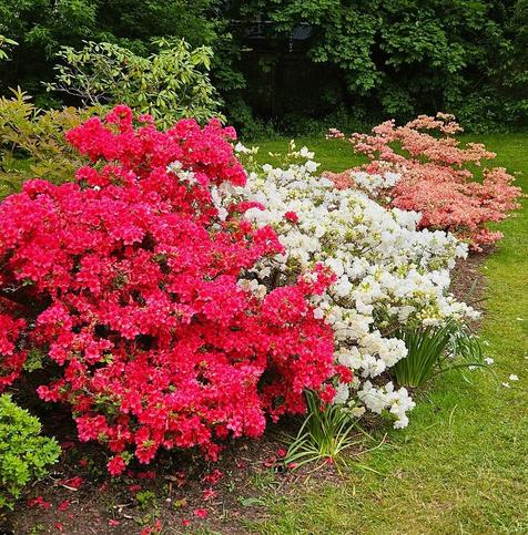 Red, white and coral rhododendrons. 