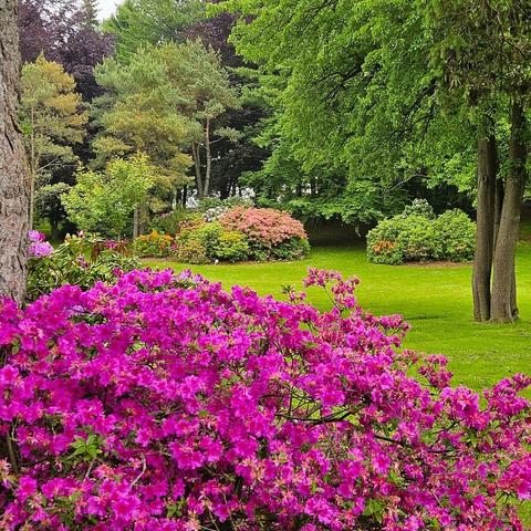 Purple rhododendrons in the foreground and coral rhododendrons in the distance, with large cedars and a grassy lawn.
