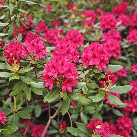 Closeup of pink rhododendrons with delicate black markings on each petal