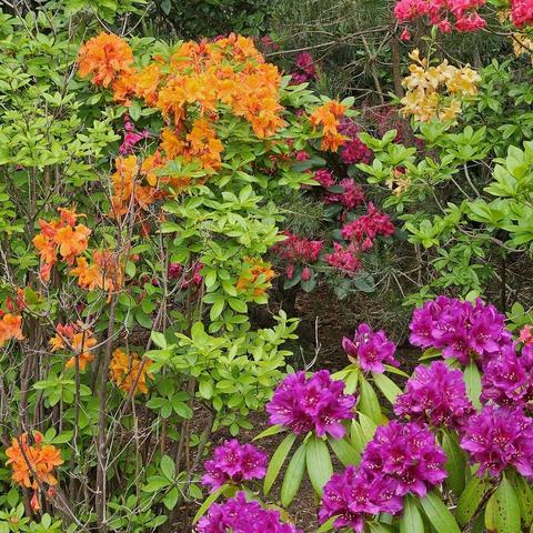 Orange crush coloured rhododendrons, as well as ones in purple, hot pink and yellow.