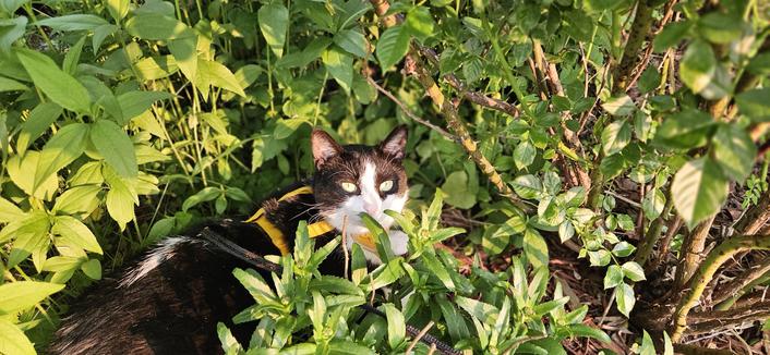 tuxedo cat wearing yellow harness in a sunny garden next to a rose bush with thorns