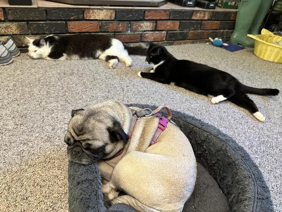 Two black and white cats -one long hair blend and one short hair tuxedo- and a pug happily vibing on a carpeted floor. 