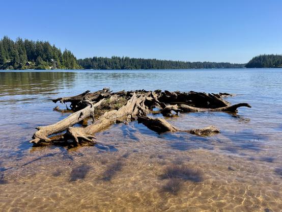 A weathered log structure is partially submerged in clear water, surrounded by a serene landscape of trees and a blue sky. The sunlight reflects on the water's surface, creating a tranquil scene.