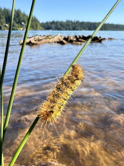 A close-up of a fuzzy yellow caterpillar resting on a green plant stem, with a calm body of water and trees in the background under a clear sky.