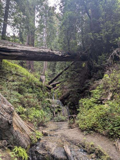 Redwoods and ferns along a creek with a waterfall in Big Sur