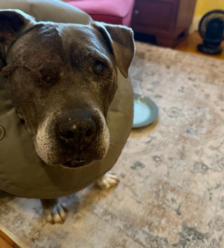Our dog Bertha after her right eye was removed