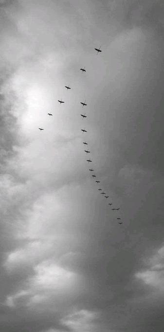 Flamingos ziehen spätabends in Formation einer 1 über mir