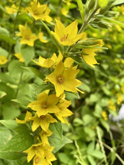A cluster of bright yellow flowers with star-shaped petals, surrounded by green leaves and soft background foliage.