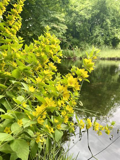 A cluster of vibrant yellow flowers along the edge of a calm body of water, surrounded by lush green foliage and trees in the background.