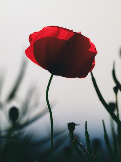 Close-up of a red poppy flower backlit by soft daylight, highlighting the delicate translucency of its petals and the fine hairs along its slender green stem. The background is softly blurred, with hints of other stems and buds creating a dreamy, minimalistic scene.

