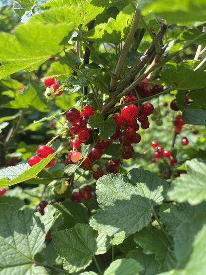 Rote Johannisbeeren am Busch.