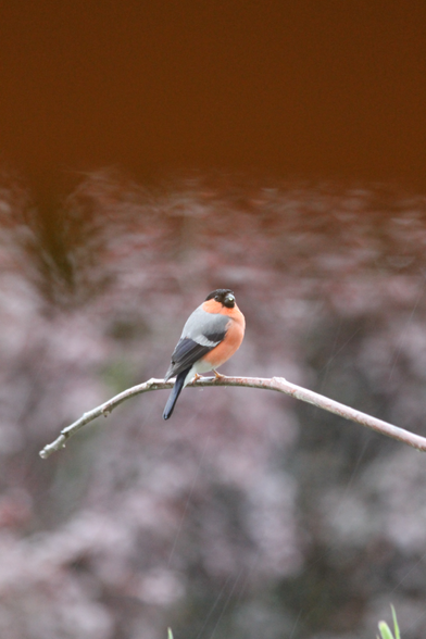 Ein Dompfaff-Männchen, ein Vogel mit einem kräftigen Schnabel und mit rotem Gefieder an Brust & Bauch; grauem Rücken und schwarzen Flügelspitzen, Schwanzfedern und Kopf, weißem Detail an den Flügeln.  Er sitzt auf einem kahlen (toten) Zweig.  Wir sehen ihn von der Seite, er hat den Kopf in unsere Richtung gedreht.
 (Weibliche Dompfaffen sind übrigens grau-beige.)
Der Hintergrund ist sehr unscharf, oben rötlich braun, darunter mit hellen Punkten.