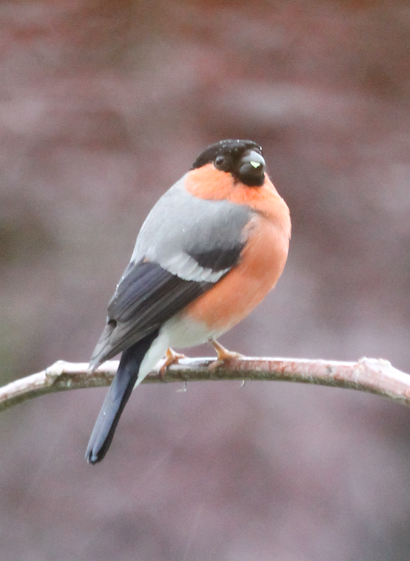 Ein Ausschnitt aus dem gleichen Bild, nur der Vogel mit wenig Hintergrund.