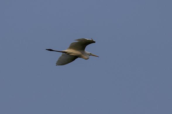 Great Egret (Ardea Alba) in flight.