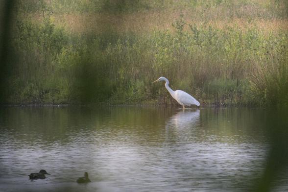 Great egret (Ardea alba) wading in a pond, photographed through some reeds. In the left foreground two ducks are swimming.