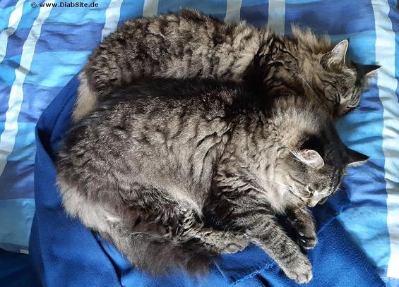 Die Webkater des Diabetes-Portals DiabSite haben gestern am längsten geschlafen.