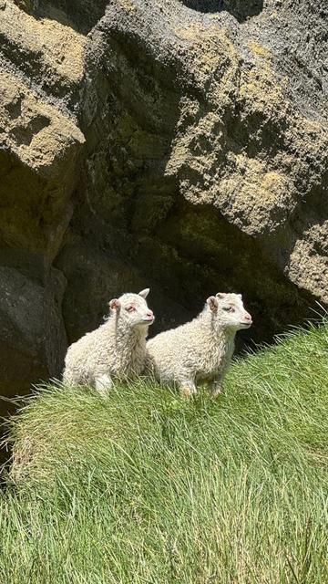 Two lambs in long grass under a rock formation. The lambs have white wool and a wise and skeptical look on their faces. 