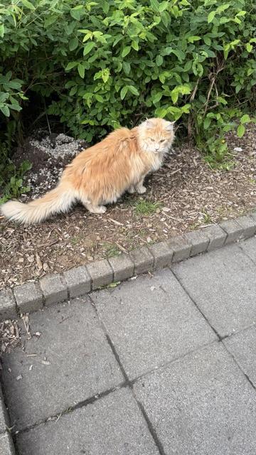 An orange housecat with long fur and a leonine face. They’re about to duck into some bushes. 