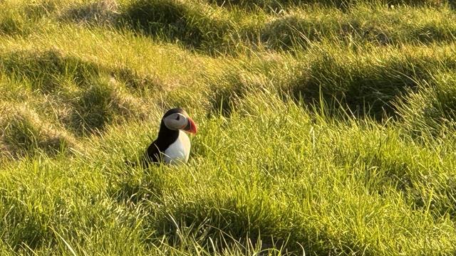 The noble puffin. Puffins are smaller than you think. This one is sitting amongst some grass tufts. The Pierrot eye markings make them look sad, but they were swooping joyously in the air just before this picture was taken, I promise. 