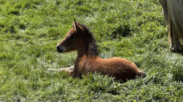 A wee horse foal. The Icelandic horse is small and neotenously rounded even as an adult, and this one is even smaller and rounder. Their coat is what I would call “chestnut,” but I think an actual horse person would call “bay” — reddish brown in any case. They are sitting in the grass in what looks like warm sun but which I can confidently tell you was pretty cold weather. 
