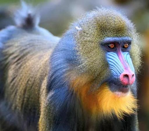 Beautiful bright multi colorful monkey 