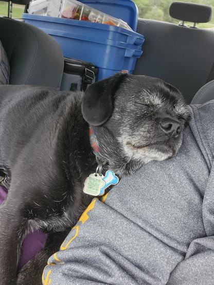 Exhausted doggo sleeping on me on the way home from camp