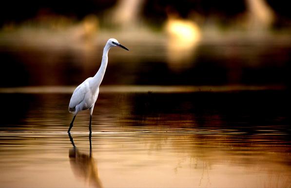 A solitary egret stands gracefully in shallow water, casting a reflection in the calm surface. The warm, golden light creates a serene and peaceful atmosphere, highlighting the bird's elegant posture.