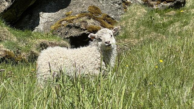 Another lamb with white wool (which was right next to the two in the earlier shot and probably a sibling). They are chomping a tall blade of grass and look content.  