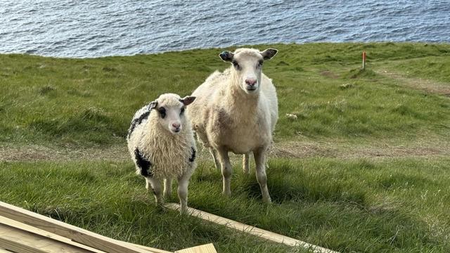 A ewe and a lamb standing side by side. The lamb has adorable black patches. The ground is grassy and the ocean is visible in the background. 