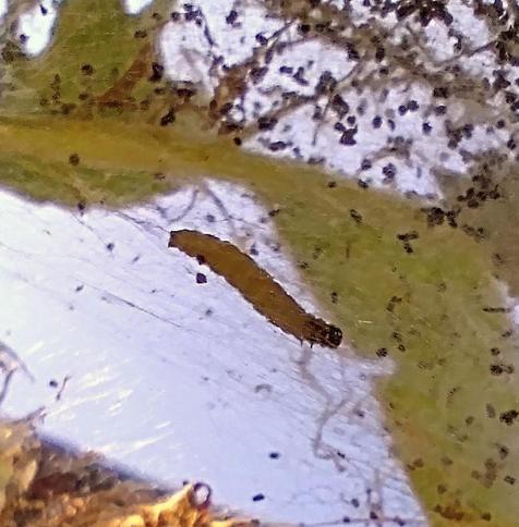 Une minuscule chenille de 1cm