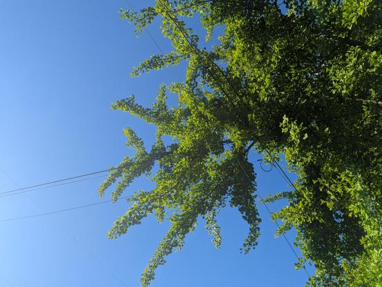 Bright green leaves in a tree as they reflect the sun - the sky behind is a pure blue