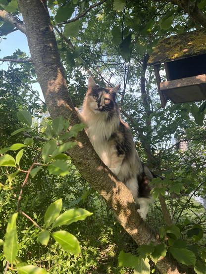 Grey and white cat climbing tree and looking into camera.