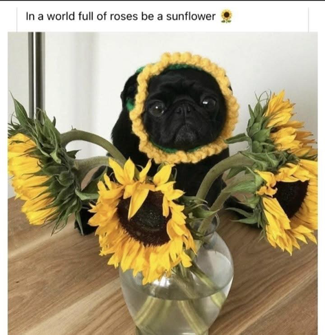 Such a cute puppy! 