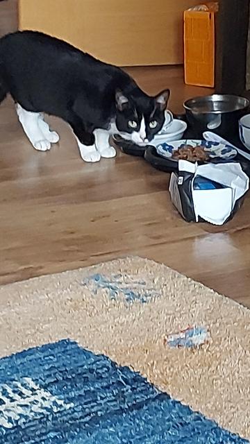 Eine schwarzweiße Katze sitzt vor einem gefüllten Teller und schaut anklagend